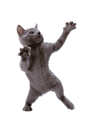 Happy dancing cat